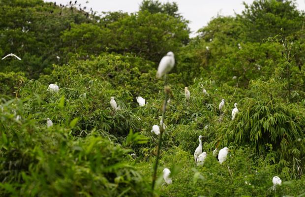 Bang Lang stork sanctuary